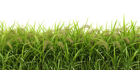 rice field isolated on white background