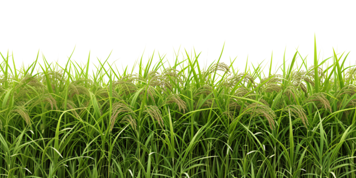 rice field isolated on white background
