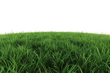 green grass isolated on white background