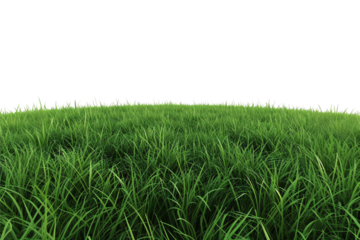 green grass isolated on white background
