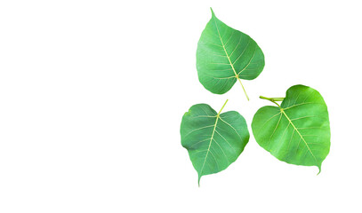 Feature image of a beautifully detailed cut-out of green Bodhi leaves with clipping paths