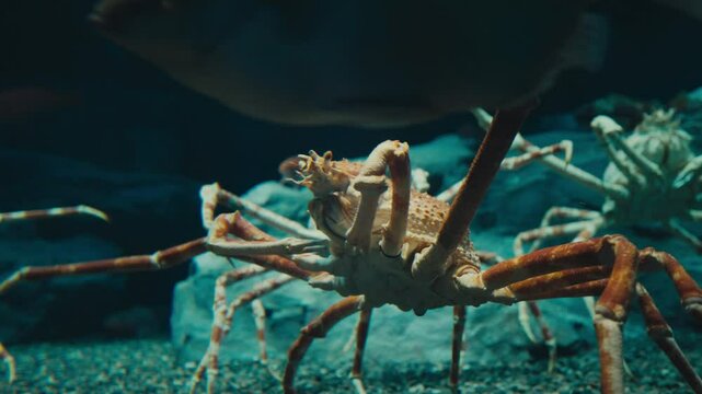 Japanese Spider Crab, Marine Crab Species. Close-up Shot