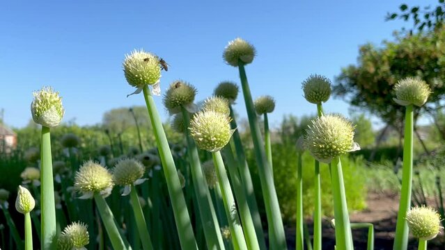 Blooming onion Allium Fistulosum growing in the garden