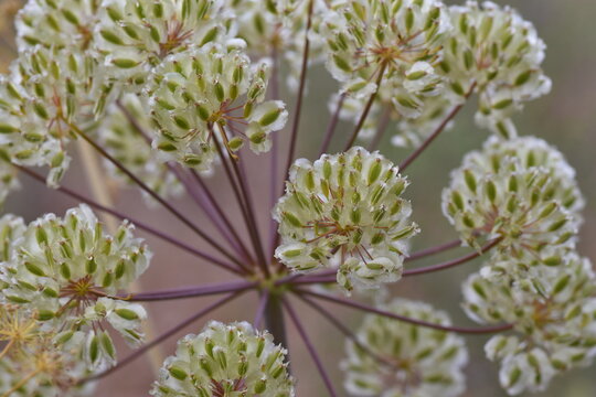 Green villous deadly carrot seeds (Thapsia Villosa "zumillo")