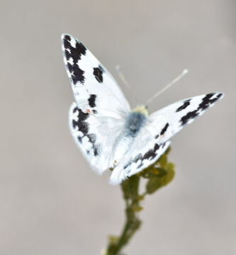 Batha white butterfly (Pontia daplidice) posing with wings spread