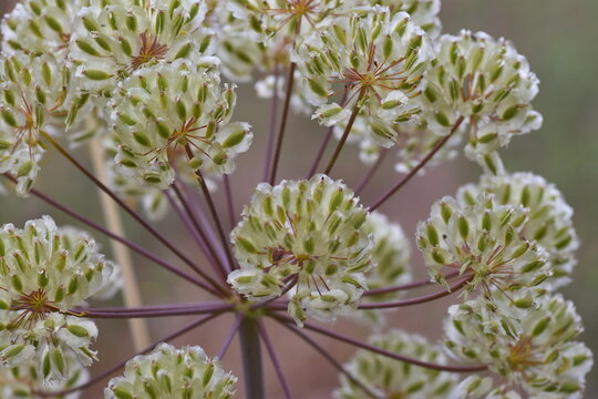 Green villous deadly carrot seeds (Thapsia Villosa "zumillo")