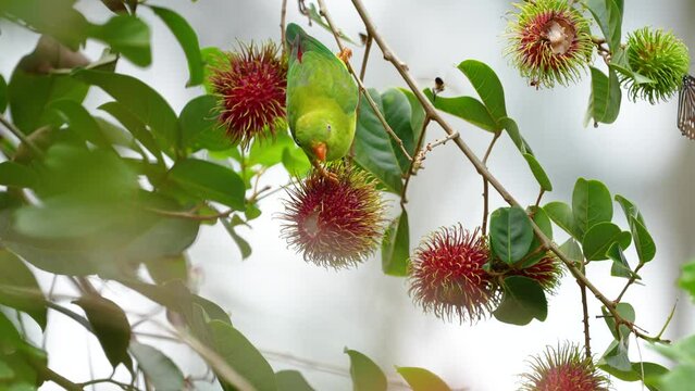 Vernal Hanging-parrot (Loriculus vernalis ) Birds eat the gardener's rambutan fruit.