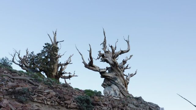 Bristlecone Pine,Pinus longaeva in the White Mountains, California. There at the Ancient Bristlecone Pine Forest is the oldest existing Lifeform on Earth.