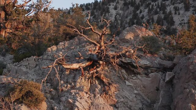 Bristlecone pine trees shown at the Ancient Bristlecone Pine Forest in California, United States
