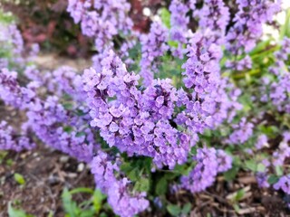 Close-up of vibrant purple flowers blooming in a garden with a blurred background.