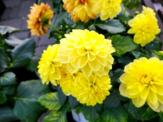 Close-up of vibrant yellow dahlias in a garden setting with green leaves in the background © Wirestock