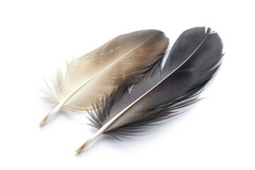 Close-Up of Two Feathers on White Background - Natural Brown and Black Feathers Isolated - Minimalist Nature Photography for Design and Decoration