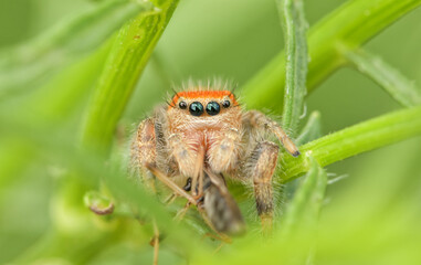 Tiny, sub-adult, Cardinal Jumping spider eating a bug among greenery