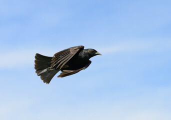 Male Red-winged Blackbird in flight