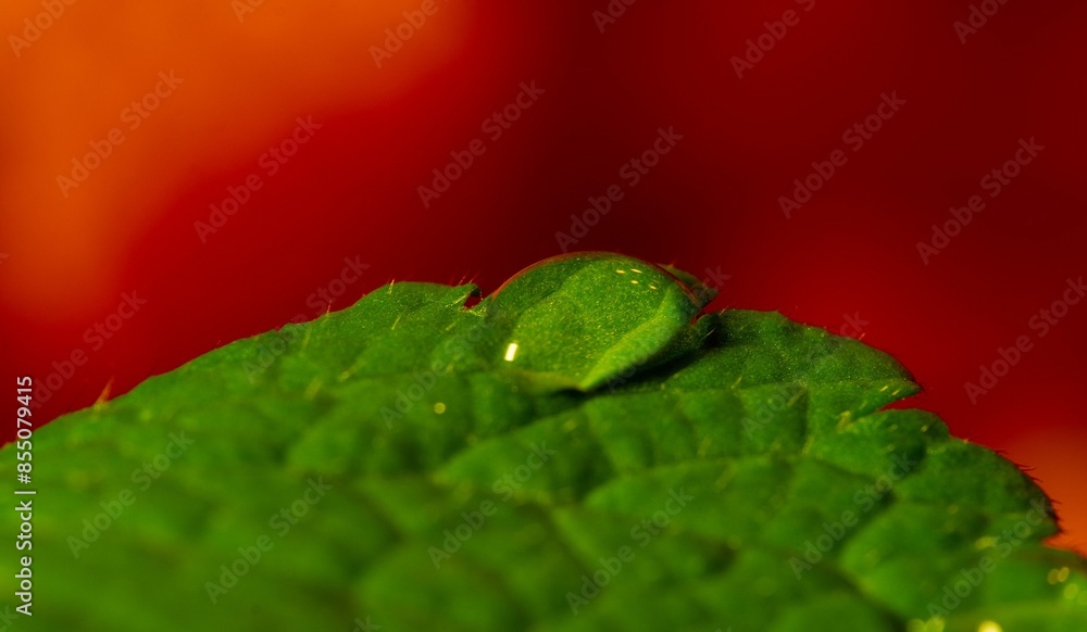 Wall mural Macro shot of a green leaf with a water droplet against a vibrant red background