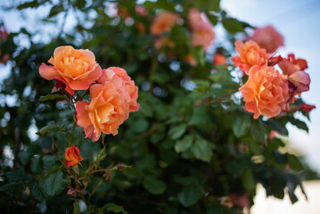 Pink and orange roses blooms on a background of green leaves in a garden. Natural background.