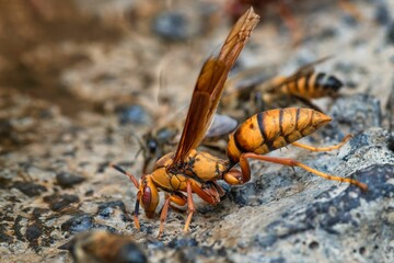 Close-up macro shot of a wasp on a textured surface in a natural setting