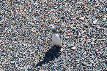 Magellan penguin at punta tombo peninsula, chubut, argentina