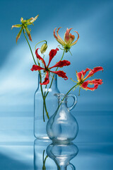 Gloriosa superba or flame lily flowers  or glory lily in a vase on blue mirror background. Flame lily  flowers. 