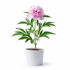 A Peony in a white pot, no shadow, isolated on white background 