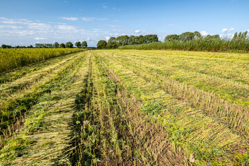 Fototapeta premium Arrachage de chanvre à l'aide d'une faucheuse Hyler Sativa 200 en Seine-maritime