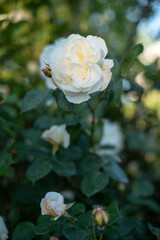 White rose blooms on a background of green leaves. Natural background. Vertical