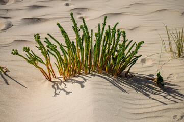 Valdevaqueros Dune in Tarifa, Strait of Gibraltar, Spain