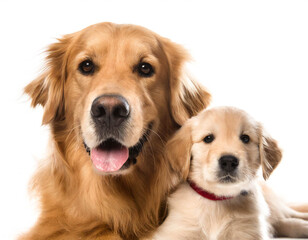 Fototapeta premium Goldenen Retriever mit welpe isoliert auf weißen Hintergrund, Freisteller 