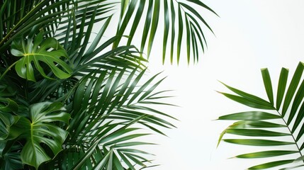 Trendy jungle concept with green palm leaf on white backdrop