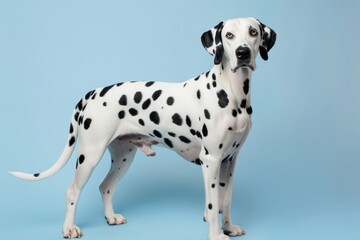 Spotted dalmatian standing against blue background in studio setting