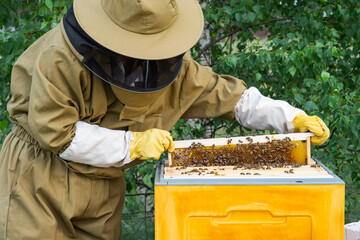 A beekeeper, a woman in a protective suit against bee stings, holds a frame with honey from a bee hive in her hands. Beekeeping, care of the hive