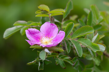 Wild rose flower