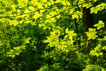 Green leaves on a tree in nature