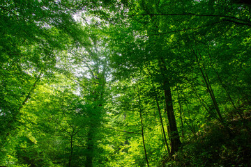 Fototapeta premium Green trees in the forest in summer