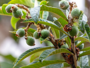 Green medlar fruits on a tree. Close-up