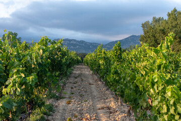 Naklejka premium Panoramic view of a road through a vineyard surrounded by tall green vines on a sunny day at sunset. La Rioja wine