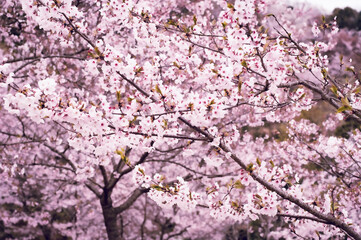 満開の桜
