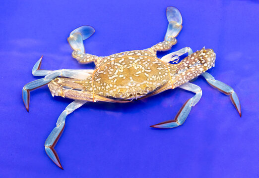 Portrait of a crab on a blue background