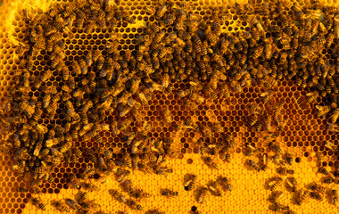 Bees sit on honeycombs with honey in a bee frame in a beehive close-up. Beekeeping, sealing honeycombs with wax and pouring honey, breeding and keeping bees