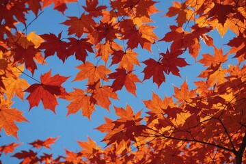 Fototapeta premium Red maple leaves flying in the wind and glow in sunlight on autumn background.