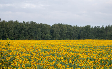 Fototapeta premium Sunflower field in the early morning, bright and large flowers