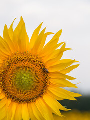 Naklejka premium Sunflower close up, early morning in summer