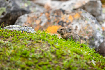 An American Pika (Ochotona princeps) collecting grass, Jasper National Park, Alberta, Canada. 
