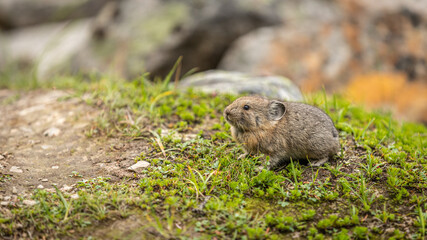 An American Pika (Ochotona princeps) collecting grass, Jasper National Park, Alberta, Canada. 