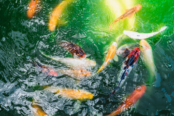 Bunch of Nishikigoi koi variety, the colorful Amur carp (cyprinus rubrofuscus), swimming  in...