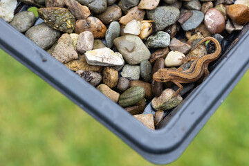 Close up of a newt being released into a garden pond
