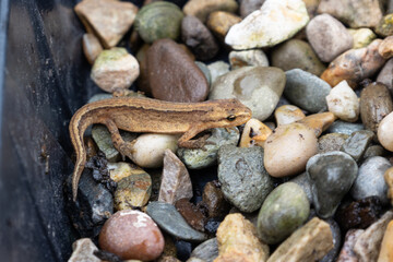 Close up of a newt being released into a garden pond