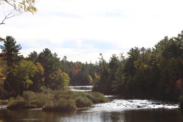 Fototapeta premium autumn in the forest