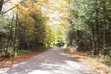 road in autumn forest