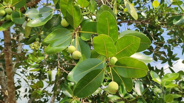 calopilium plant wiyh fruits